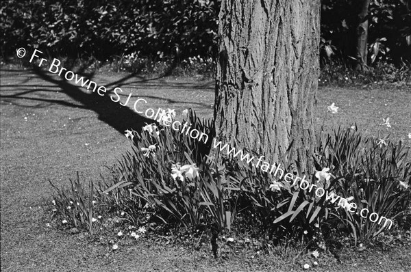 ST EDMONDSBURY HOSPITAL GROUNDS